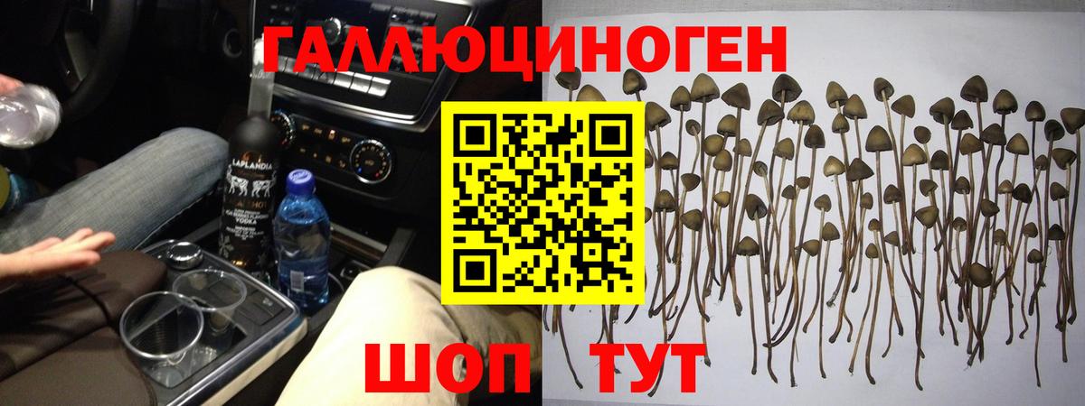 Псилоцибиновые грибы Psilocybe Кисловодск